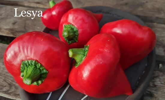 Lesya, sarkana (paprikas sēklas)